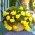 Begonia Pendula אשד צהוב - 2 בצל - Begonia ×tuberhybrida pendula