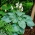 Hosta, Plantain Lily Big Daddy - květinové cibulky / hlíza / kořen