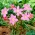 Habranthus Robustus, 브라질 구리 피리, 핑크 요정 릴리, 핑크 비 백합 - 10 구근
