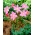 Habranthus Robustus, 브라질 구리 피리, 핑크 요정 릴리, 핑크 비 백합 - 10 구근