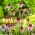 Echinacea, kadeřník Pallida - cibule / hlíza / kořen - Echinacea pallida