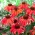 Echinacea, Coneflower Red Mangus - lukovica / gomolj / korijen - Echinacea purpurea