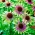 紫锥菊，Coneflower绿色羡慕 - 鳞茎/块茎/根 - Echinacea purpurea
