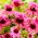 Bíbor kasvirág - Double Decker - Echinacea purpurea