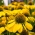 القرنفل الأصفر ، القرنفل بوش الأرجواني -   بذور - Echinacea purpurea - ابذرة
