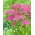 yarrow المشتركة - ليلك الجمال - الأرجواني - Achillea millefolium