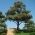 Japonski črni bor, seme črnega bora - Pinus thunbergii - semena