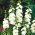 Alcea, Hollyhocks White - bebawang / umbi / akar - Althaea rosea