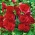 Alcea, Hollyhocks Red - květinové cibulky / hlíza / kořen - Althaea rosea