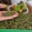 Microgreens - סגול perilla - עלים צעירים עם טעם יוצא דופן; פרילה יפנית - 3000 זרעים - 