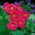Garden nasturtium "Whirly Bird Cherry Rose"