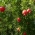Dwarf Pomegranate frø - Punica granatum var. Nana - 30 frø