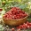 Căpșuni sălbatice capsuni de pădure "Mignonette", căpșuni alpine, căpșuni carpatice, căpșuni europene, fraisier des bois - 320 semințe - Fragaria vesca