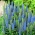 เวโรนิก้า, Speedwell Light Blue - bulb / tuber / root - Veronica spicata