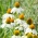 Ehinacea, Coneflower bijeli labud - lukovica / gomolj / korijen - Echinacea purpurea