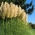 Пампасная трава - белый - Cortaderia selloana