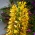 Hedychium Gardnerianum, Couch Ginger, klinček Gland-lily, zázvorová ľalia - cibuľka / hľuza / koreň