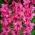 Gladiolus كينغستون - 5 قطع - Gladiolus Kingston