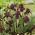 Pygmy ίριδα, Iris pumila - μωβ άνθη - κερασιά κήπο? νύμφη νάνου - 
