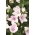 Platycodon ، بالون زهرة - فوجي الوردي. الجريس الصيني - 