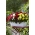 Begonia med flere blomster - Multiflora Maxima - fargeblanding - 2 stk - 