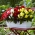 Multikvetinová begónia - Multiflora Maxima - farebný mix - 2 ks - 