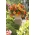 Begonia "מרפסת מוזהבת" - פורח בצבעים חמים - 2 szt - 