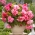 Begonya "Pembe Balkon" - pembe farklı tonlarında çiçek - 2 adet - 