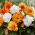 Dubultā ziedu begonijas šķirņu sajaukums - dzelteni oranžā un baltā krāsā - 8 gab - 
