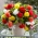 Mix di varietà di begonia finale - bianco, rosso e giallo 12 pz - 