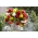 Släpande begonia sort blandning - vita, röda och gula 12 st - 