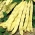 Pupas - Goldmarie - 100 grami -  Phaseolus vulgaris - sēklas