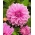 Hoa oải hương hoàn hảo - củ / củ / rễ - Dahlia