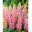 Lupiner - rosa - Pink - Lupinus hybridus