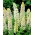 Lupinus, Lupine, Lupine White - หัว / หัว / ราก - Lupinus hybridus