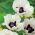 양귀비 로얄 웨딩 - 알뿌리 / 결절 / 뿌리 - Papaver orientale