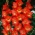 Gladiolus Nikita - 5 květinové cibule