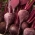Beterraba - redondo, vermelho escuro - 100 gramas - 5000 sementes - Beta vulgaris L.