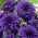 Dahlia Blue - květinové cibulky / hlíza / kořen