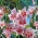Gladíolo Elvira - pacote de 5 peças - Gladiolus