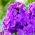 Phlox Purple - čebulica / gomolj / koren