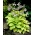 Hosta, Plantain Lily August Moon - βολβός / κόνδυλος / ρίζα