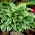 Hosta, Plantain Lily Carol - bulb / tuber / root