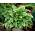 Hosta, Plantain Lily Carol - bulb / tuber / root