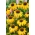 Equinacea purpurea - amarillo - Yellow - Echinacea purpurea