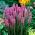 Liatris à épi - Purple - paquet de 10 pièces - Liatris spicata