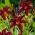 چهره سیاه Daylily - Hemerocallis hybrida Black Arrowhead