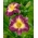Keju dan Anggur Daylily - Hemerocallis hybrida Cheese and Wine