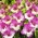 Gladiolus, Gladiole, Schwertblume Maggie - 5 Zwiebeln