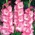 Gladiolus Cheops - paquete de 5 piezas
